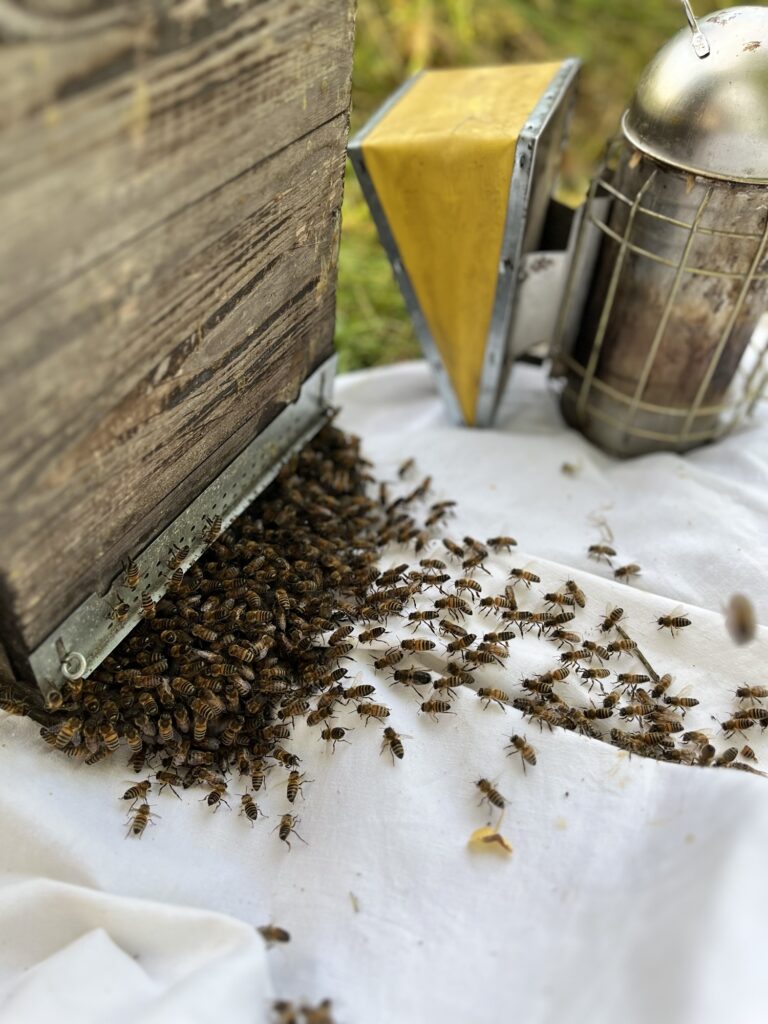 Récupération essaim abeilles dans ruchette